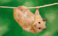 Desktop image. Animals. ID:34670