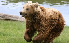 Desktop image. Animals. ID:34671