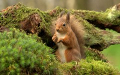 Desktop image. Animals. ID:51270