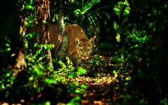 Desktop image. Animals. ID:34674