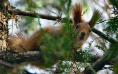 Desktop image. Animals. ID:34675
