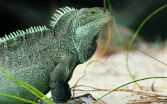 Desktop image. Animals. ID:34676