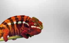 Desktop image. Animals. ID:34683