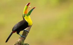 Desktop image. Animals. ID:50424
