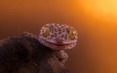 Desktop image. Animals. ID:51396