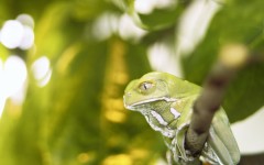 Desktop image. Animals. ID:34693