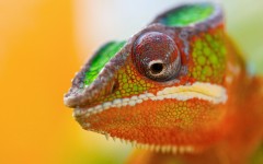 Desktop image. Animals. ID:34695