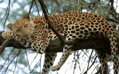 Desktop image. Animals. ID:34696