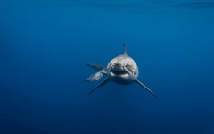Desktop image. Animals. ID:51670