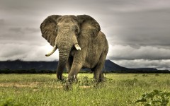 Desktop image. Animals. ID:34699