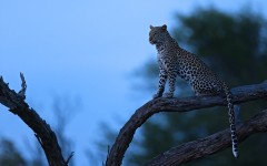 Desktop image. Animals. ID:51672