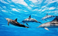 Desktop image. Animals. ID:34702