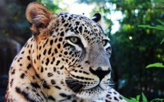 Desktop image. Animals. ID:34704