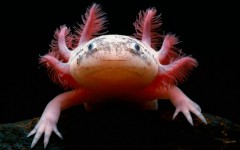 Desktop image. Animals. ID:51671