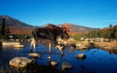 Desktop image. Animals. ID:34707
