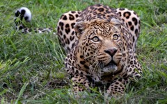 Desktop image. Animals. ID:34708