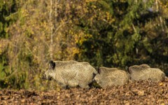 Desktop image. Animals. ID:51330