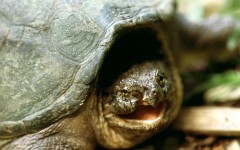 Desktop image. Animals. ID:34711