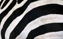 Desktop image. Animals. ID:34712