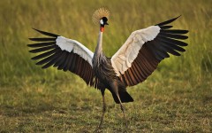 Desktop image. Animals. ID:34713