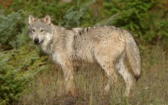 Desktop image. Animals. ID:34716