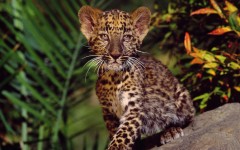 Desktop image. Animals. ID:34717