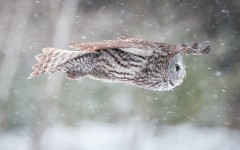 Desktop image. Animals. ID:51682