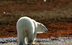 Desktop image. Animals. ID:34721