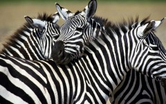Desktop image. Animals. ID:34722