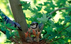 Desktop image. Animals. ID:34724