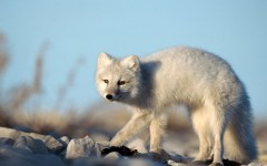 Desktop image. Animals. ID:34725