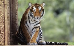 Desktop image. Animals. ID:34726