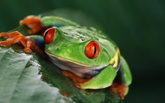 Desktop image. Animals. ID:34727