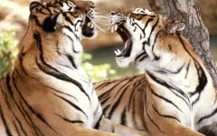 Desktop image. Animals. ID:34729