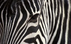 Desktop image. Animals. ID:34730
