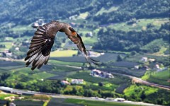 Desktop image. Animals. ID:51704