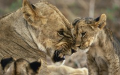 Desktop image. Animals. ID:34735