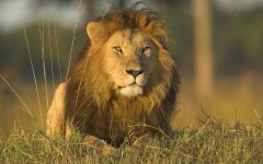 Desktop image. Animals. ID:34736