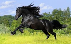 Desktop image. Animals. ID:34738