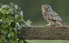 Desktop image. Animals. ID:50401