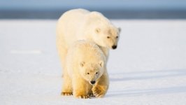 Desktop image. Animals. ID:100562