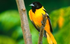 Desktop image. Animals. ID:34744