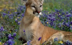 Desktop image. Animals. ID:34746