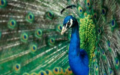 Desktop image. Animals. ID:34747