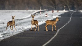 Desktop image. Animals. ID:100619