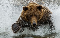 Desktop image. Animals. ID:51320
