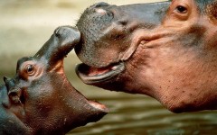 Desktop image. Animals. ID:34756