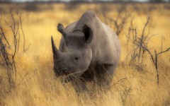 Desktop image. Animals. ID:51716