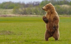 Desktop image. Animals. ID:100473