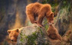 Desktop image. Animals. ID:100449